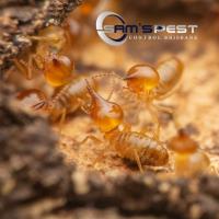 Sams Termite Control Brisbane image 3